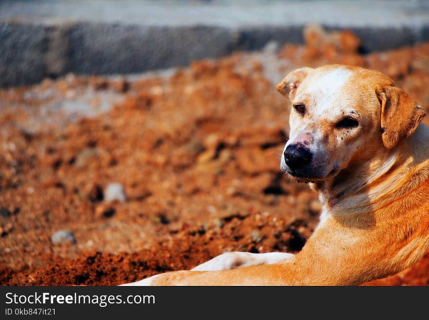 Brown and White Dog Lying on Ground during Daytime