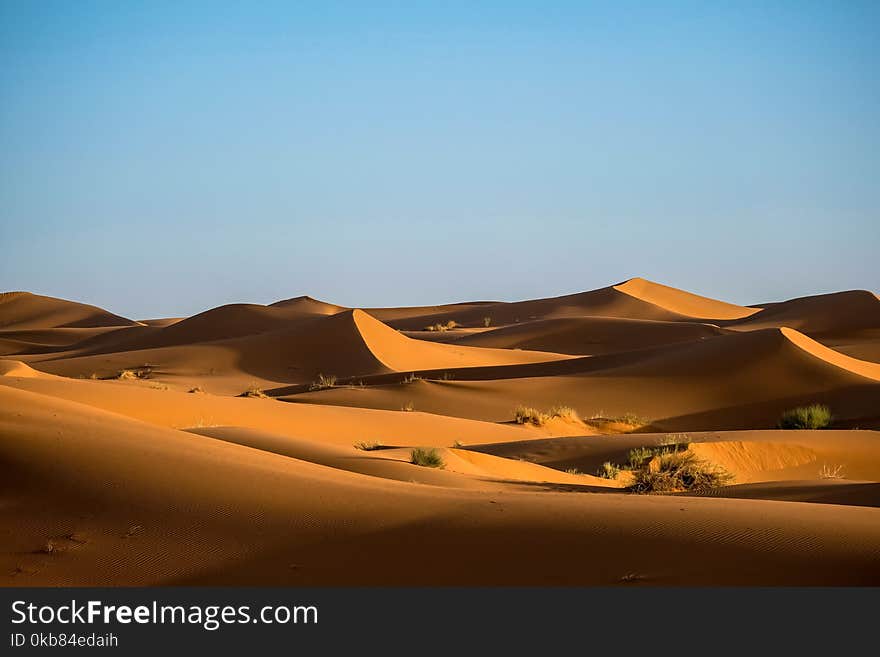 Green Bushes on Desert