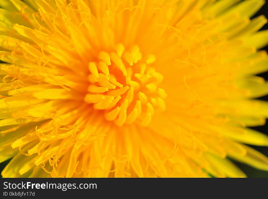 yellow dandelion closeup