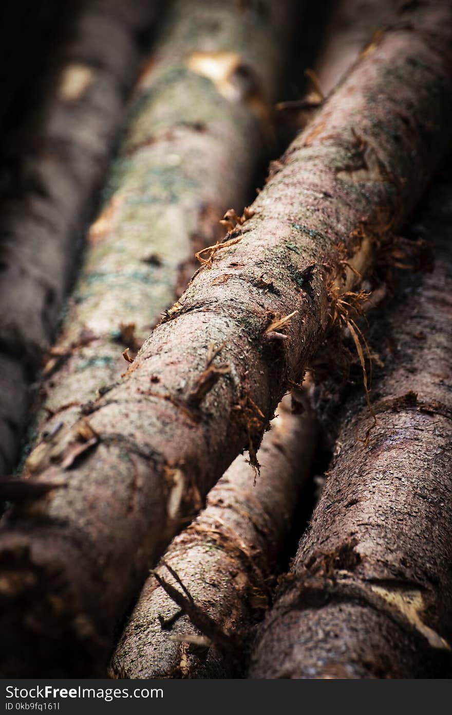 Abstract background detail wooden spruce trunk