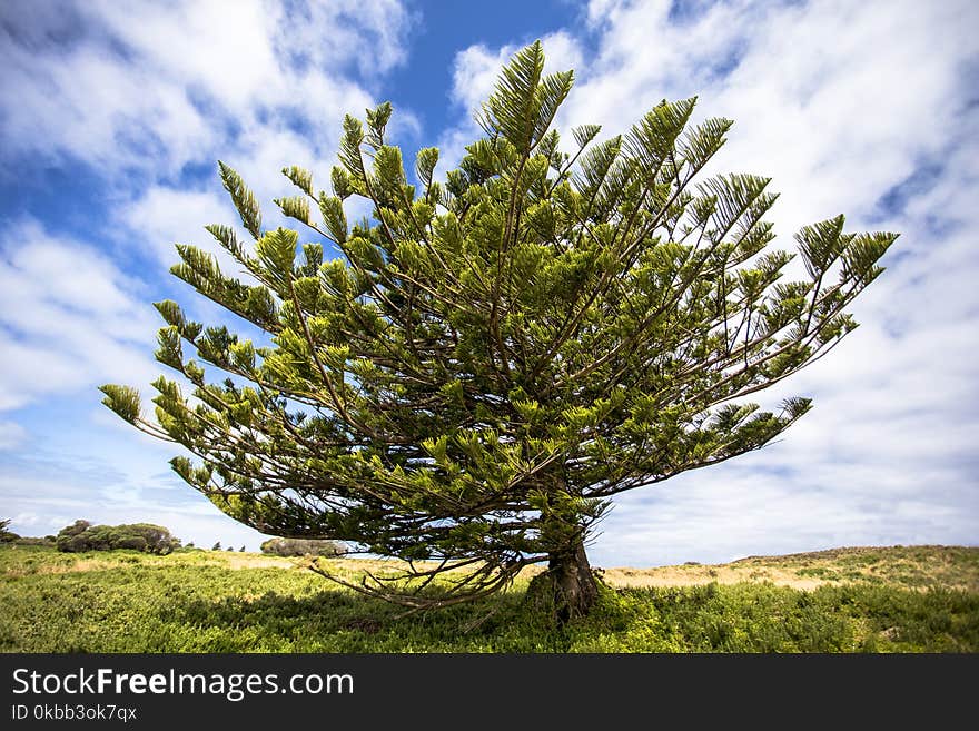 Lone Tree At Griffiths Island Port Fairy Great Ocean Road Melbourne Australia