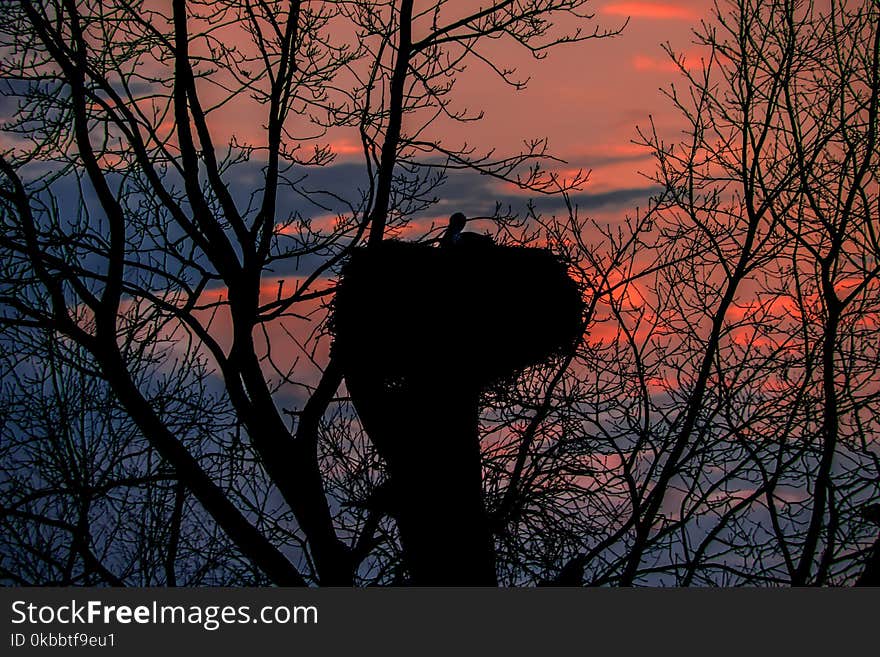 Stork`s nest on the background of a red sunset and blue clouds. Stork`s nest on the background of a red sunset and blue clouds