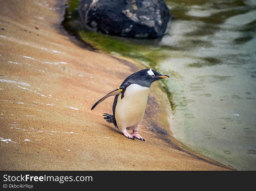 A pengiun gets ready to take a dive in a zoo in Scotland