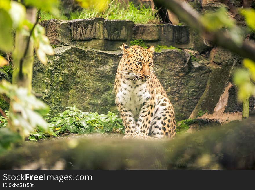 A jaguar stares in a zoo in Scotland