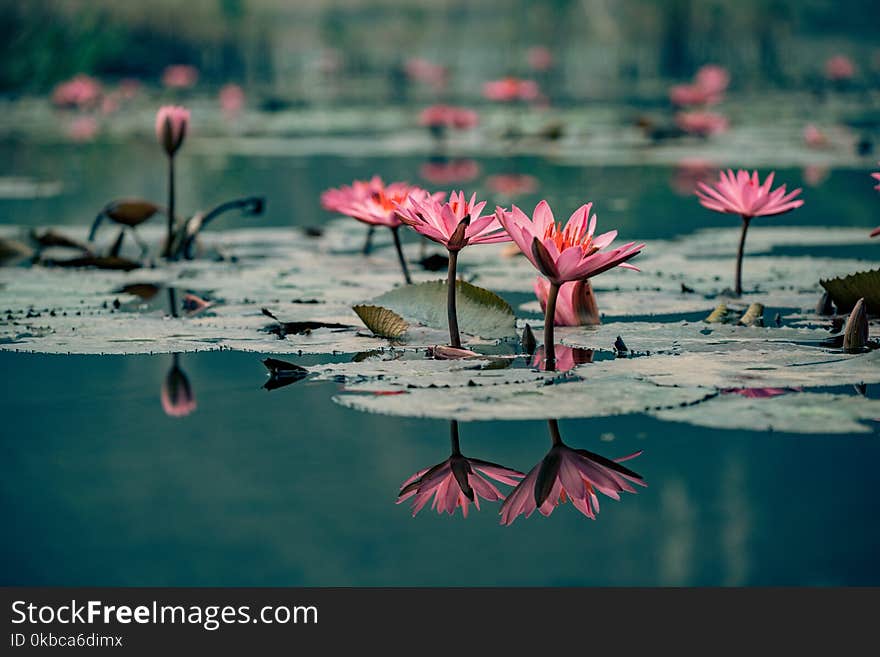 Beautiful Royalty free stock photo. waterlillies adorn the water in vietnam