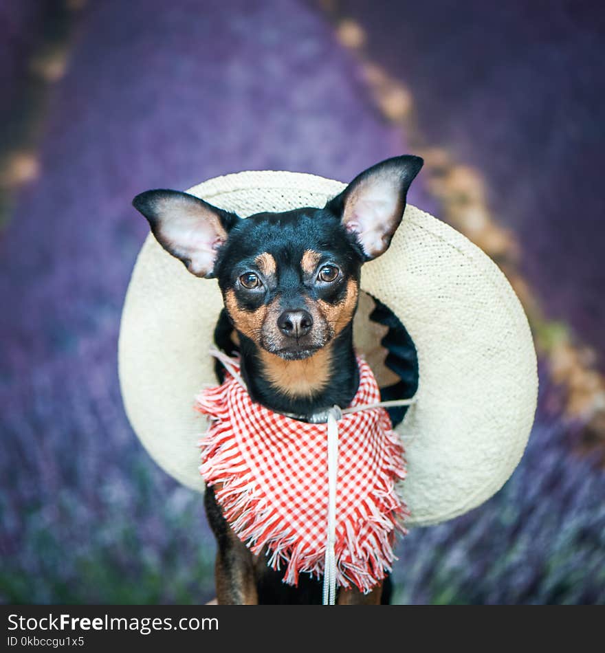 Dof a farmer, an American, a cowboy. Portrait of a dog in a scarf and hat as a farmer, against a background of lavender field