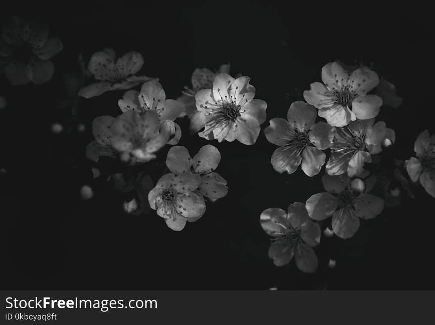 Beautiful twig of a fruit tree showered with small delicate white flowers