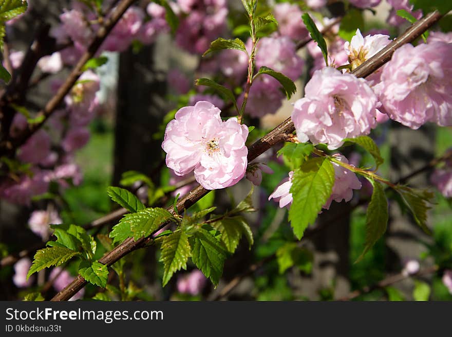 A bush with many small pink flowers on the branches in the garden.