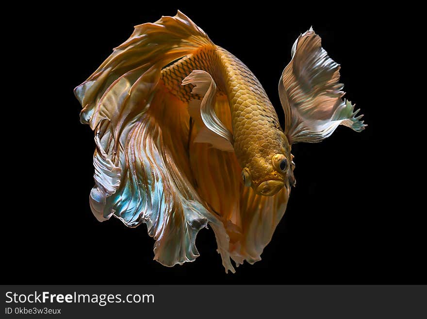 Betta fish gold color siamese fighting fish, betta isolated on black background.
