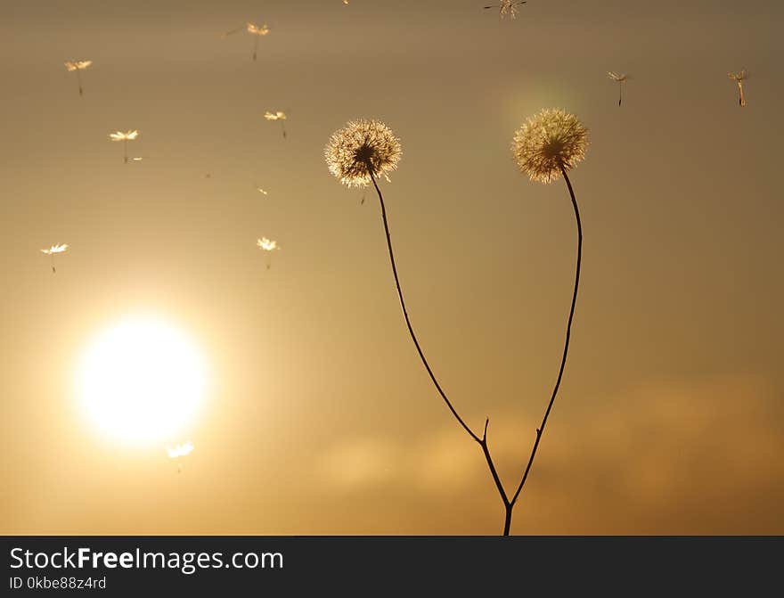 Dandelion on sunset in windy day