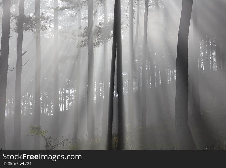 Pine forest sunlight and mist in Dalat. Vietnam