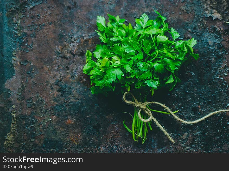 Green parsley on dark background