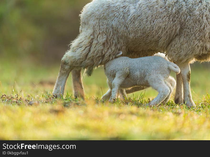 Mother feeding young lambs on pasture, early morning in spring. Symbol of spring and newborn life.