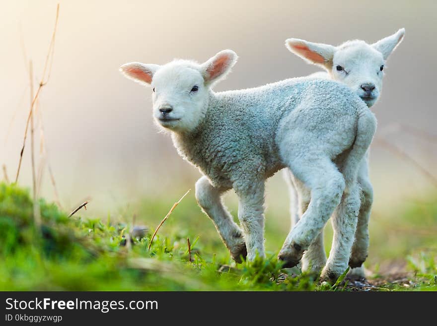 Cute young lambs on pasture, early morning in spring.