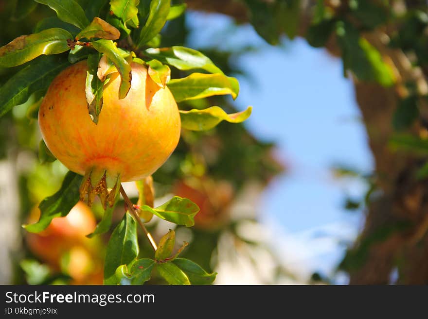 Ripe Pomegranate Fruit On Tree Branch