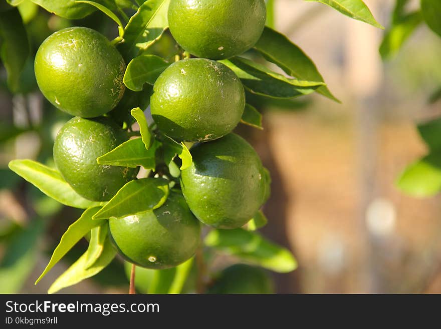 The fruit of lime on a branch close up view