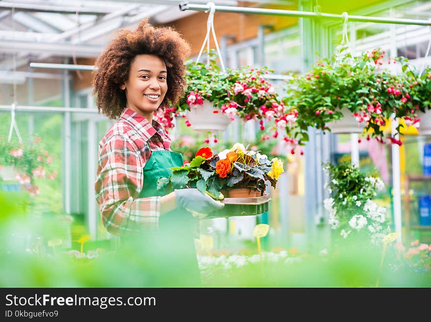 Side view of a dedicated florist holding a tray with decorative potted flowers while working in a modern flower shop with various houseplants for sale