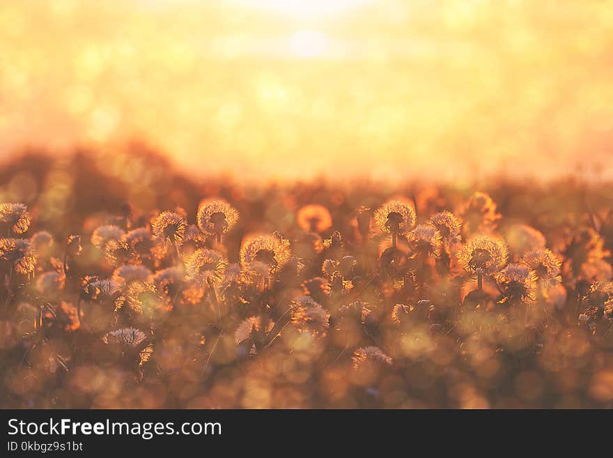 Group of dandelion flowers at the sunset with blossom and pollen