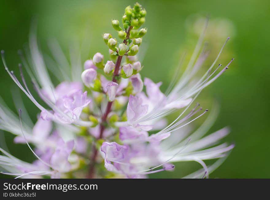 Beauty Flower