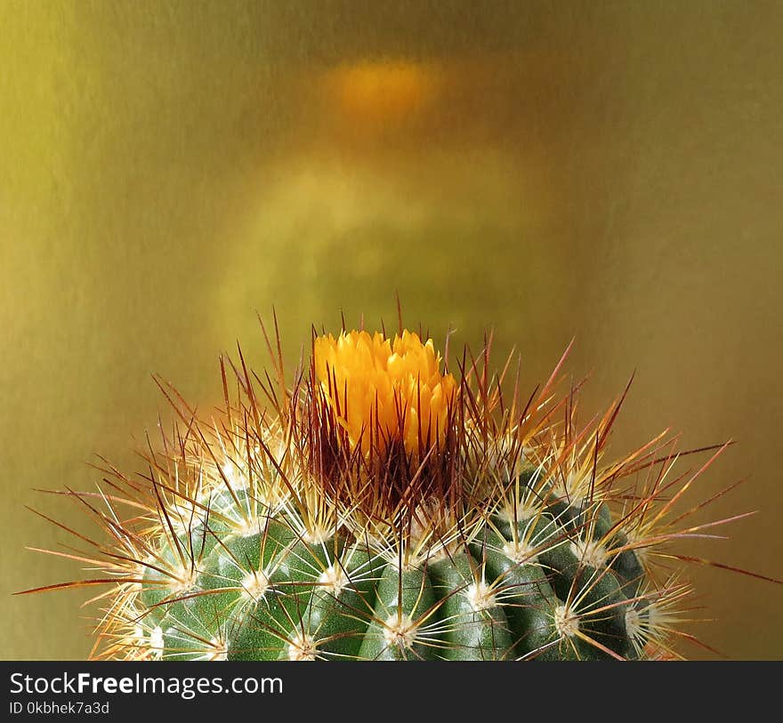 Cactus, In Bud, Gold Background, Small Reflection.