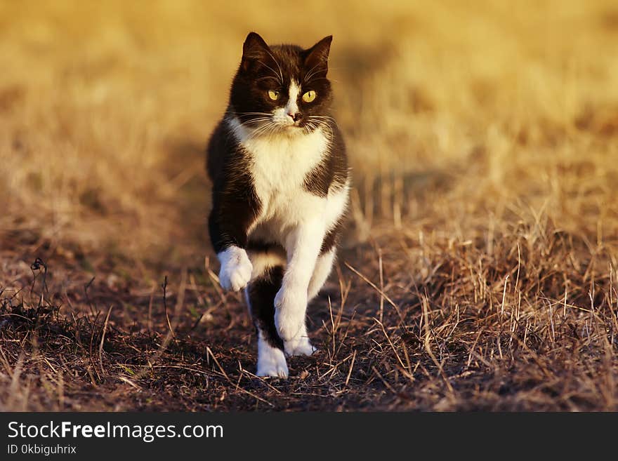 Beautiful spotted cat quickly running through the Sunny spring road in the garden