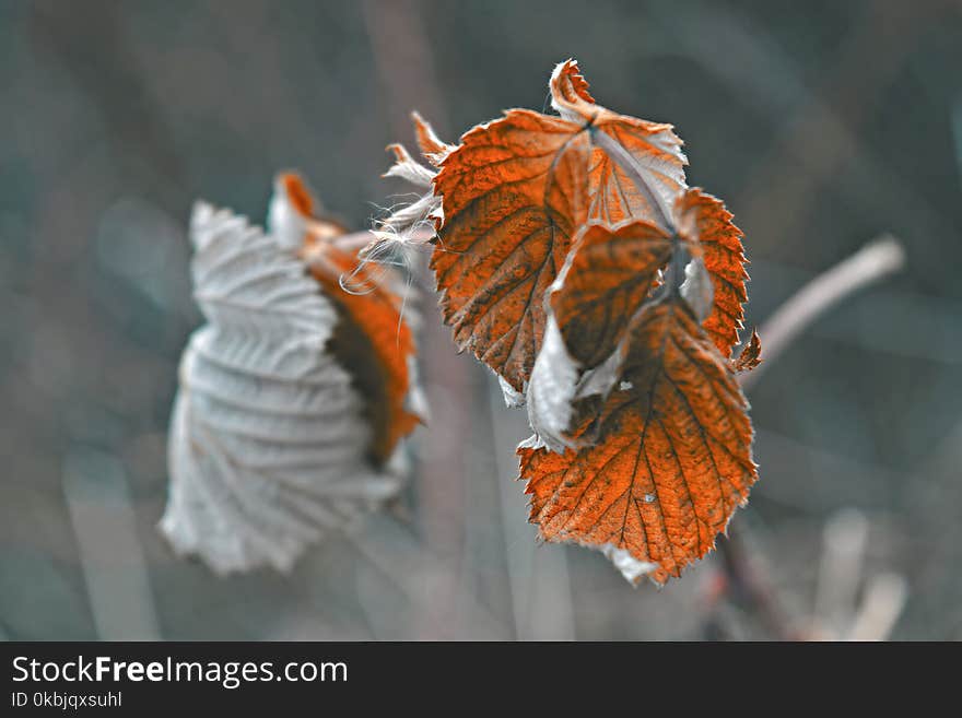 Stems of dried plants on a blurred background