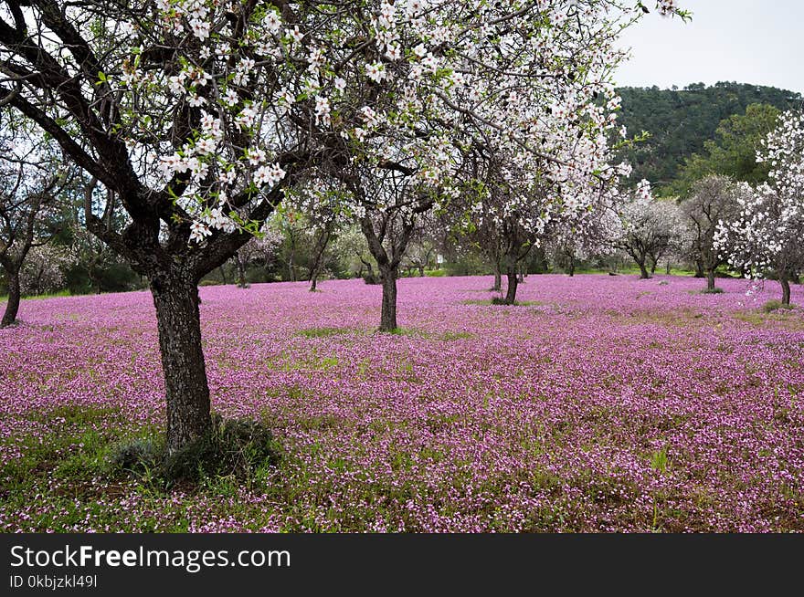 Beautiful field with almond trees full of white blossoms and purple vail of flowers in the ground, early in spring. Beautiful field with almond trees full of white blossoms and purple vail of flowers in the ground, early in spring.