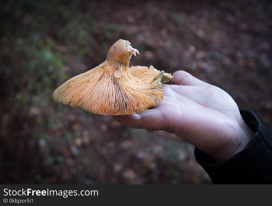 Mans hand holding fresh mushrooms