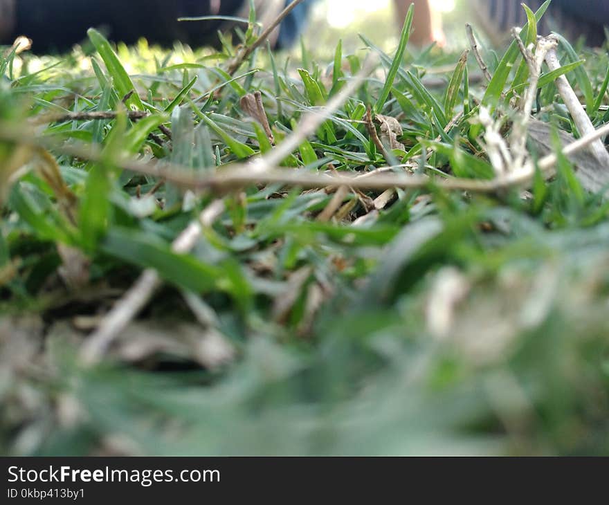 Low-angle Selective Focus Photography of Green Grasses