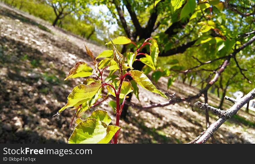 Selective Focus of Green Leaf Plant