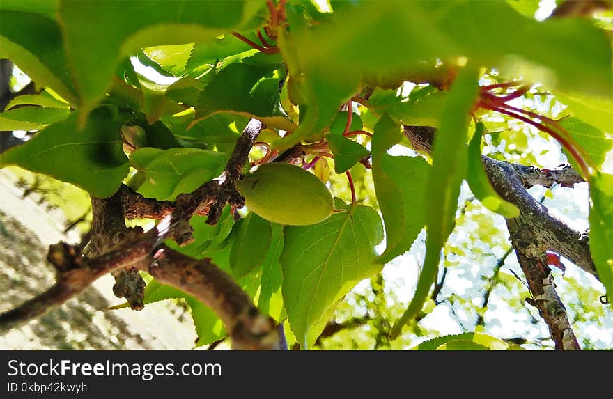 Green Bilimbi