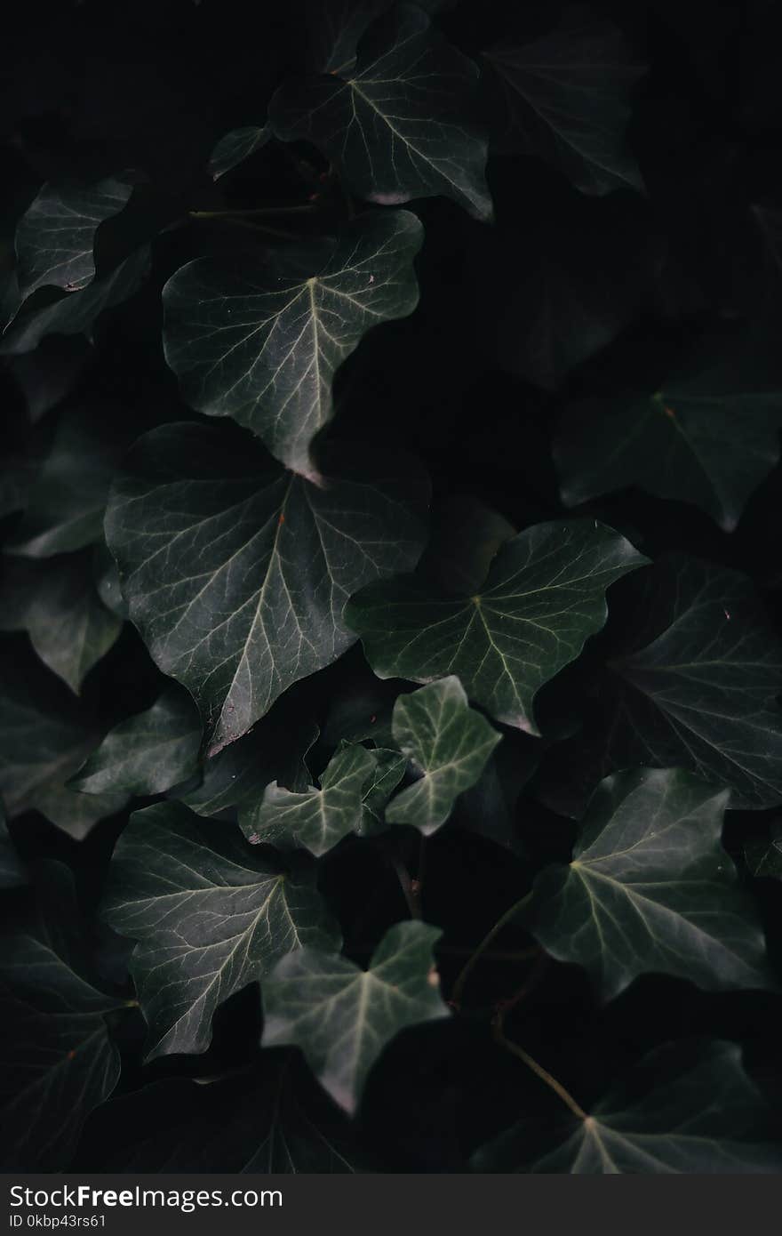 Photography of Green-Leaf Plants