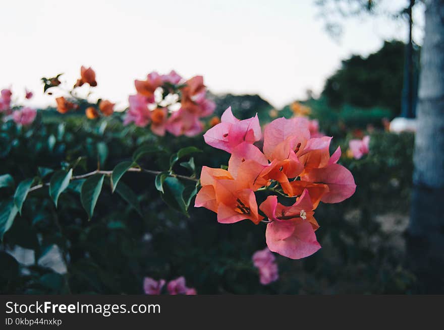 Selective Focus Photography of Pink Bougainvillea Flower