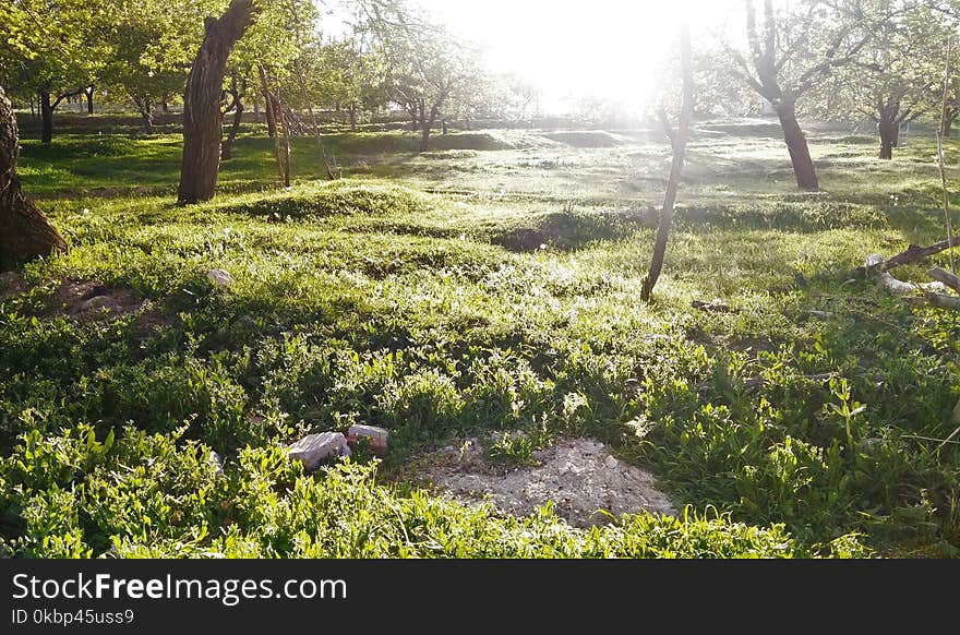 Green Grasses and Trees at Daytime