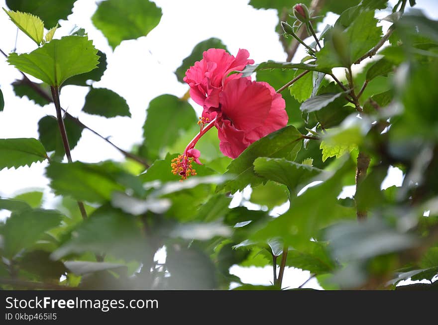 Pink Hibiscus Flower