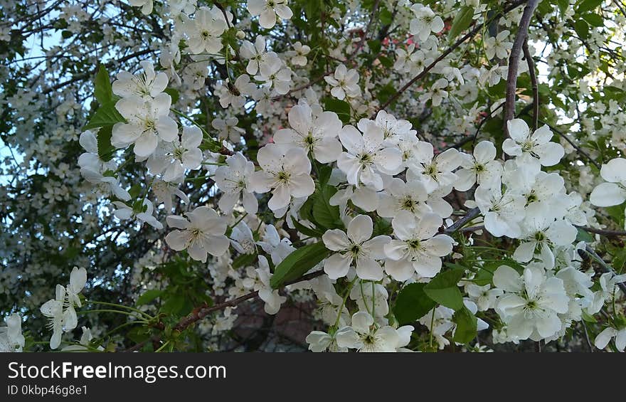 White Petaled Flowers at Daytime