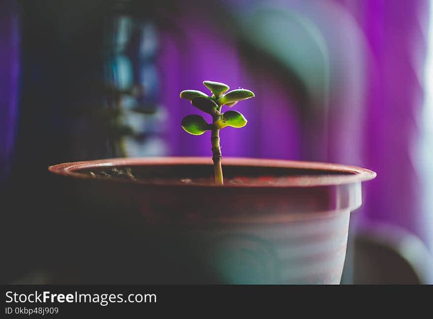 Selective Photography of Green Plant