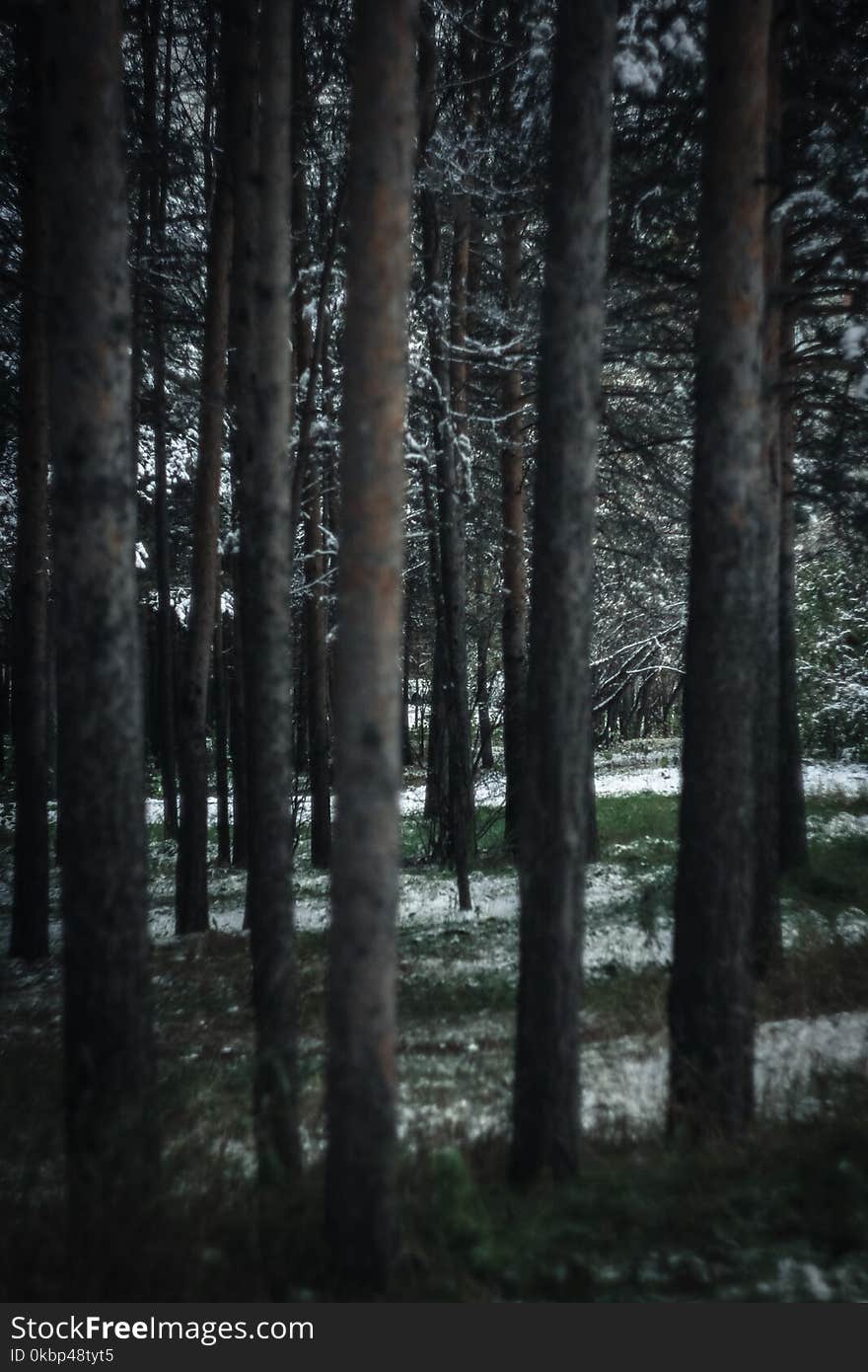 Photography of Tree Trunks During Winter