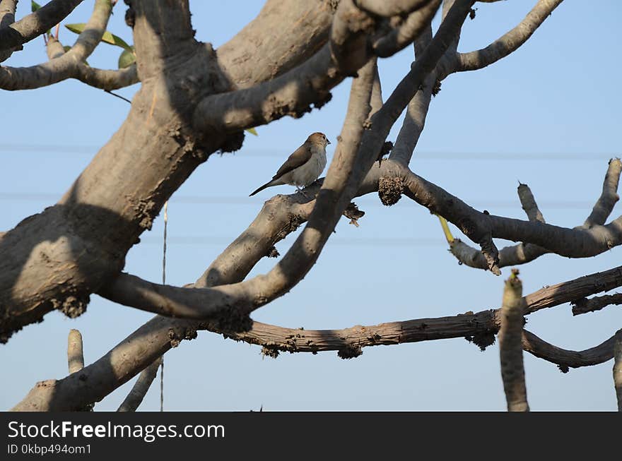 Brown Bird on Tree Branch