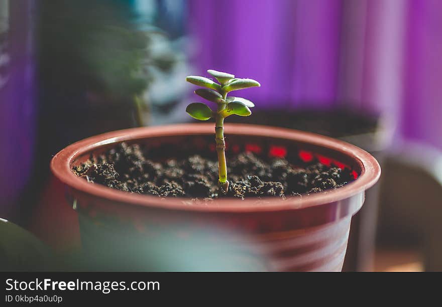 Green Leafed Plant on Brown Plastic Pot