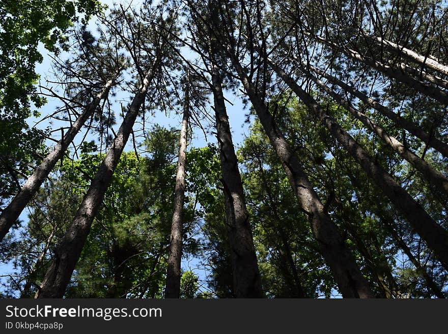 Low Angle Photography of Trees