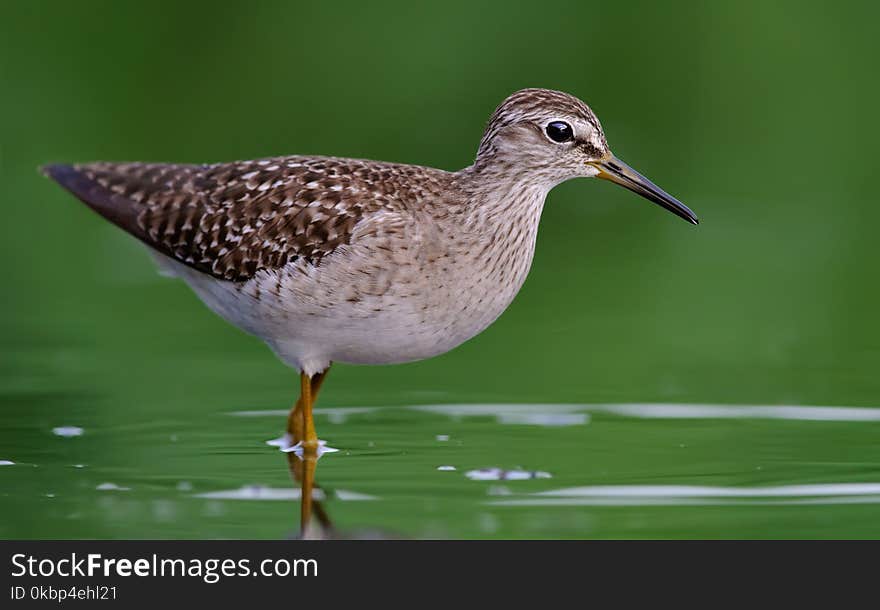 Close-Up Photography of Willet Bird on Water