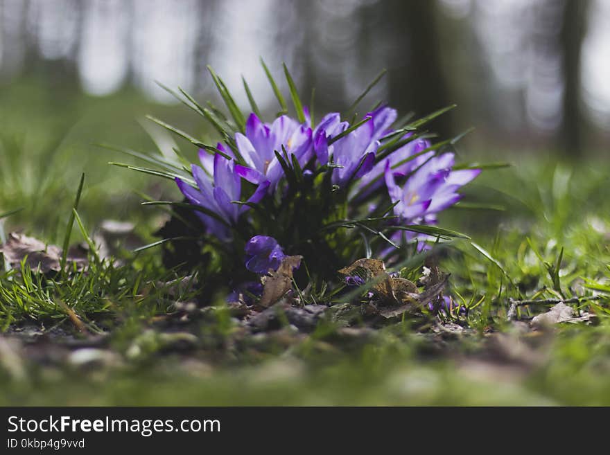 Selective Focus Photography of Purple Flowers Near Grass