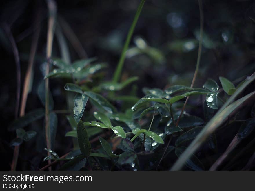 Selective Focus Photography of Wet Leaves