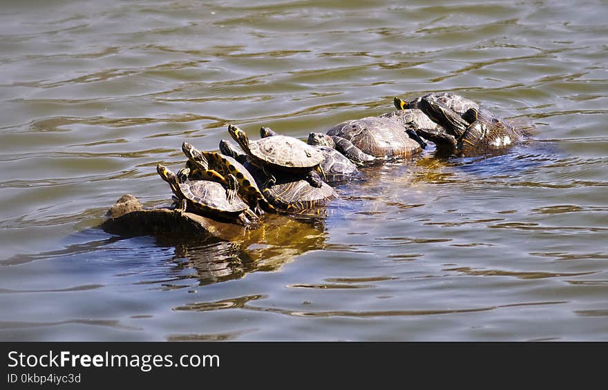 Photo of Group of Turtle on Water