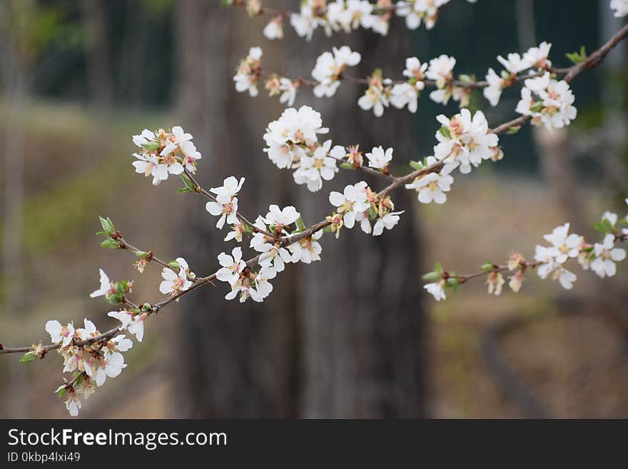 Selective Focus Photography of White Flowers