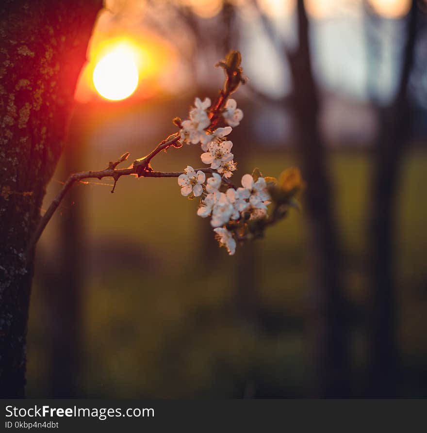 Close-Up Photography of White Flower