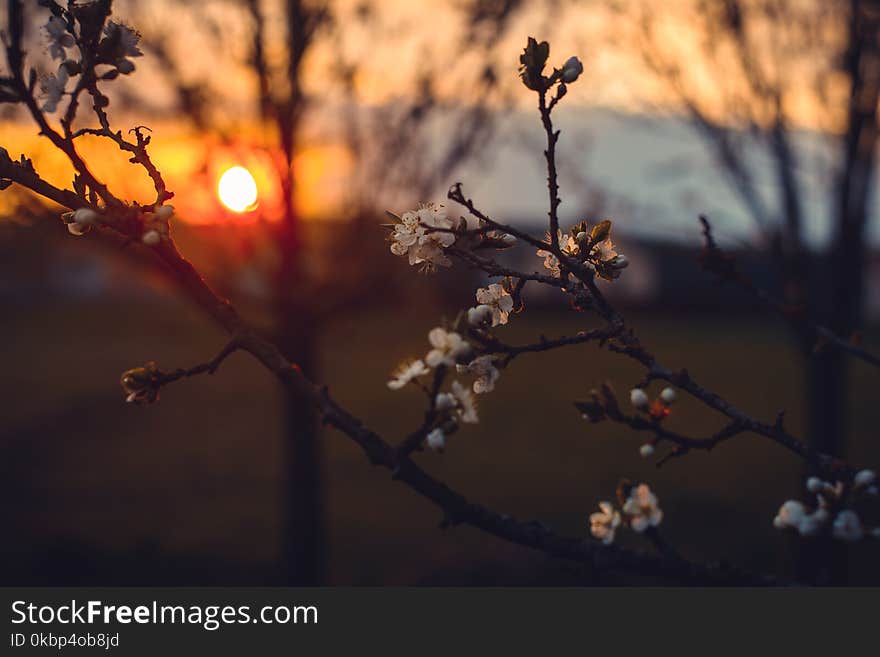 Selective Focus Photography of White Petaled Flowers