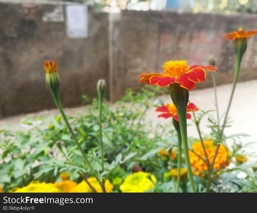 Close-Up Photography of Yellow And Red Flowers