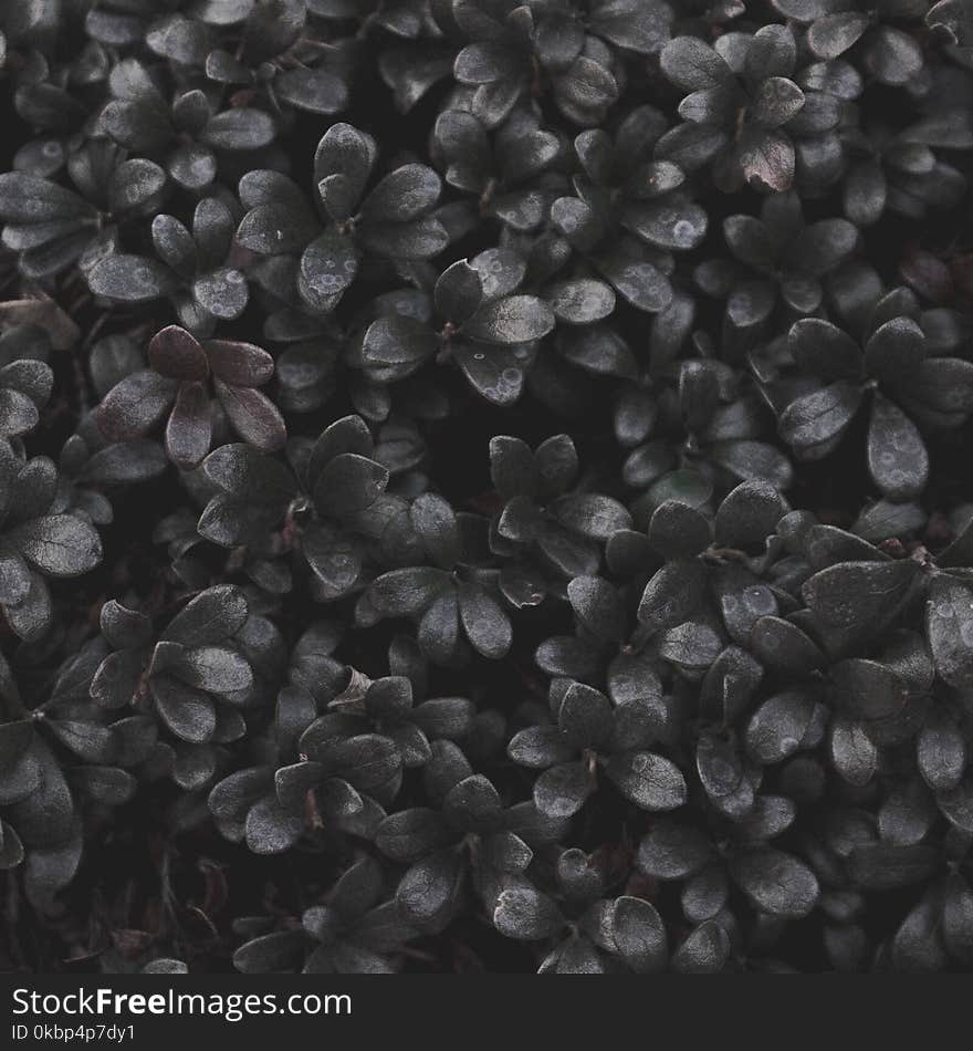 Photo of Black Petaled Flowers